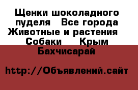 Щенки шоколадного пуделя - Все города Животные и растения » Собаки   . Крым,Бахчисарай